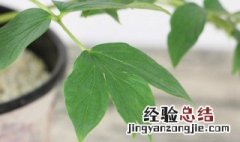 牡丹花栽培技术视频 洋牡丹花的养殖方法视频