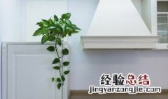 家里适合养什么绿植 北方家里适合养什么绿植