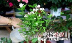 茉莉花的养殖方法及浇水办法 茉莉花的管理方法和施肥浇水