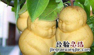 人参果不够熟怎么弄 人参果不熟怎么办