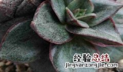 大和锦养殖 大和锦多肉植物怎么养