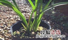 七彩凤仙花养殖方法 七仙女花的养殖方法