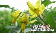 花盆种植西红柿方法 西红柿花的养殖方法