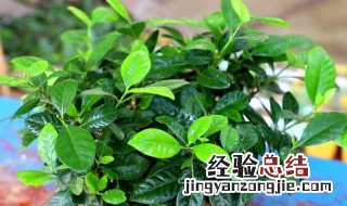 栀子花桂花树的养殖方法 桂花树怎么种养