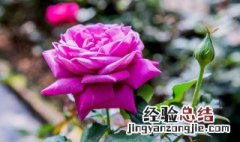 羽毛月季花的养殖方法 羽毛月季花期