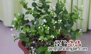 花茉莉的养殖方法和注意事项 茉莉花怎么养?养殖方法和注意事项