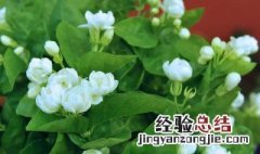 茉莉花适合四季栽种吗 茉莉花的四季养殖方法