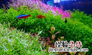 养螃蟹需要多大的缸 鱼缸养殖观赏螃蟹水多深最合适