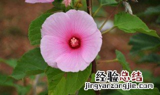 大花芙蓉葵的养殖方法 芙蓉葵养殖方法和注意事项