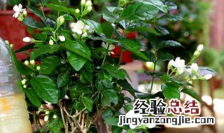 茉莉花的冬季详细养殖方法 茉莉花冬季如何养殖