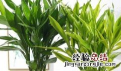 再力花养殖方法 再力花怎么养