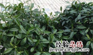 喷喷香植物怎么修剪 喷喷香植物怎么养