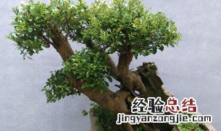 小叶赤楠盆景怎么养-养护方法 小叶赤楠盆景的养殖方法和注意事项
