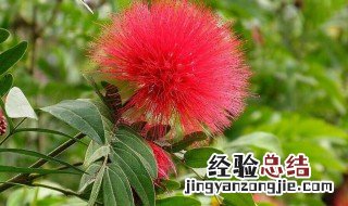 朱缨花属的养殖方法 朱缨花北方可以种吗