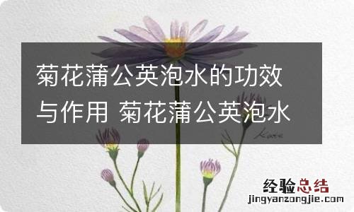 菊花蒲公英泡水的功效与作用 菊花蒲公英泡水的禁忌