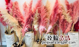 芦苇怎么做成干花,不飘絮 芦苇怎么做成干花