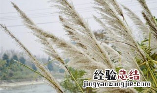 芦苇和芒草有什么区别 芦苇和芒草区别在哪