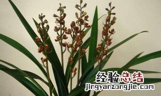 墨兰香吗 墨兰香吗开花