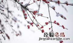 小雪这个节气代表什么 小雪前面的节气是什么