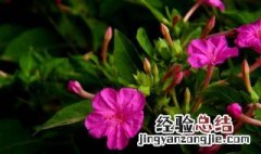 夜来香什么季节开花 夜来香开花季节