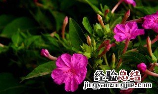 夜来香什么季节开花 夜来香开花季节