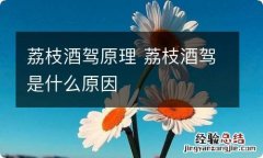 荔枝酒驾原理 荔枝酒驾是什么原因