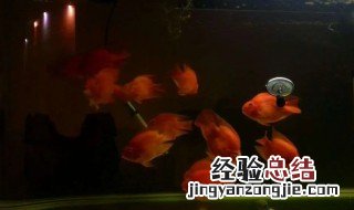 养鹦鹉鱼怎么正确换水 鹦鹉鱼缸怎么换水