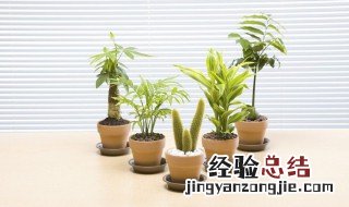 孔雀兰花怎么养 孔雀兰盆栽怎么养