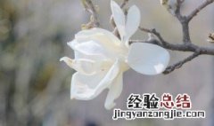 盆栽白玉花怎么养 白玉植物要怎么养