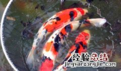 胡子鱼能清理鱼缸吗 胡子鱼能清理鱼缸吗图片