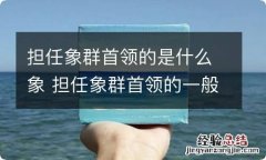 担任象群首领的是什么象 担任象群首领的一般是什么象