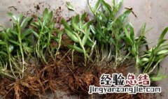 铁皮石斛生长环境与种植技术 铁皮石斛冬季如何种植管理