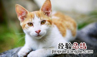 养猫的男人什么性格 关于养猫的男人性格介绍