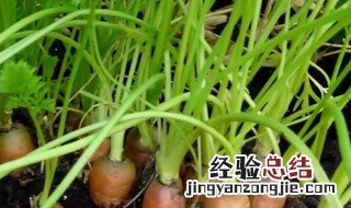 萝卜菜苗怎么种植 萝卜菜的种植方法