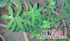 猫眼草盆栽种植方法视频 猫眼草盆栽种植方法