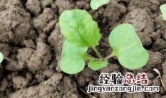 油菜怎么种植方法 盆栽小油菜怎么种植方法