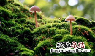地上的青苔怎么快速清除 地上的青苔清除技巧