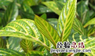 金脉爵床的养殖方法 金脉爵床植物图片价格