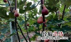 栽无花果树苗的小妙招 栽无花果树苗的小妙招图片