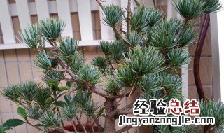 大阪松怎么养护 大阪松怎么养