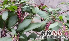 商陆的叶子功效与食用方法 商陆叶子可以吃吗