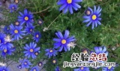 蓝色玛格丽特不开花 为啥蓝色玛格丽特不开花呢