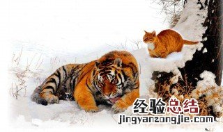 猫和老虎是什么关系 起源是什么