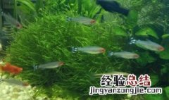 水草牛毛毡怎么养 牛毛毡水草的克星