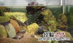 乌龟缸怎么布置 盘点四大布置事项