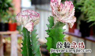 龙骨花盆里栽几颗合适 龙骨花苗一盆栽几株盆约20厘米