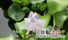 水草水榕怎么养 水生植物水榕怎么养