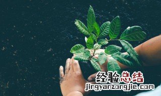 樱桃树苗怎么种 樱桃树苗种植方法