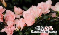 杜鹃花冬季浇水的正确方法 杜鹃花冬季怎样浇水