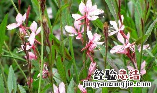 山桃草的花语寓意介绍 山桃草的花语寓意是什么